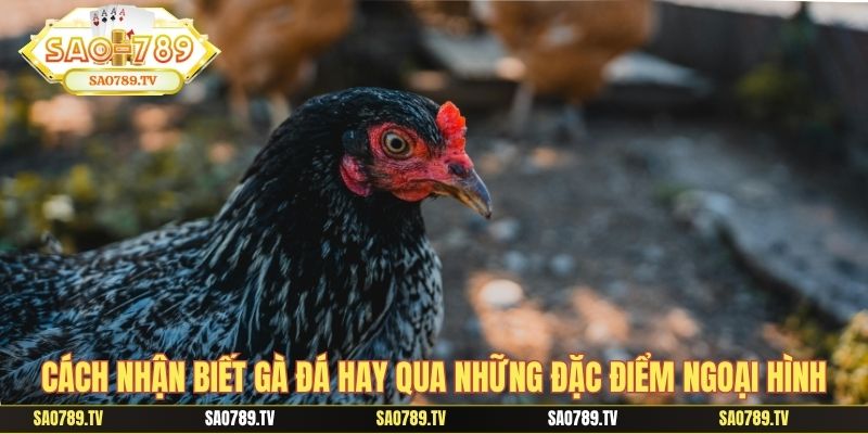 Cách nhận biết gà đá hay qua những đặc điểm ngoại hình