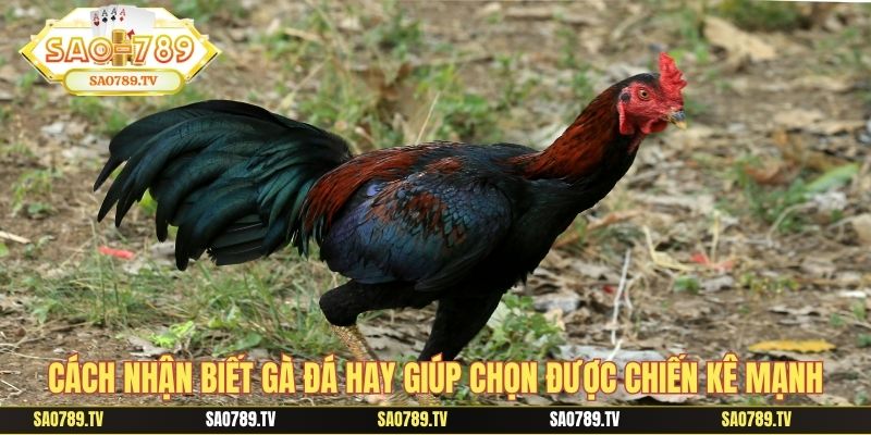 Cách nhận biết gà đá hay