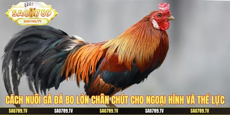 Cách nuôi gà đá bo lớn chân chút cho ngoại hình và thể lực