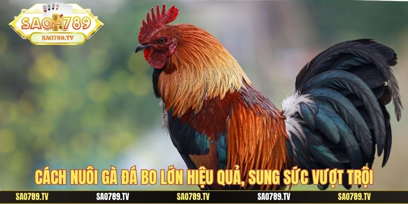 Cách nuôi gà đá bo lớn