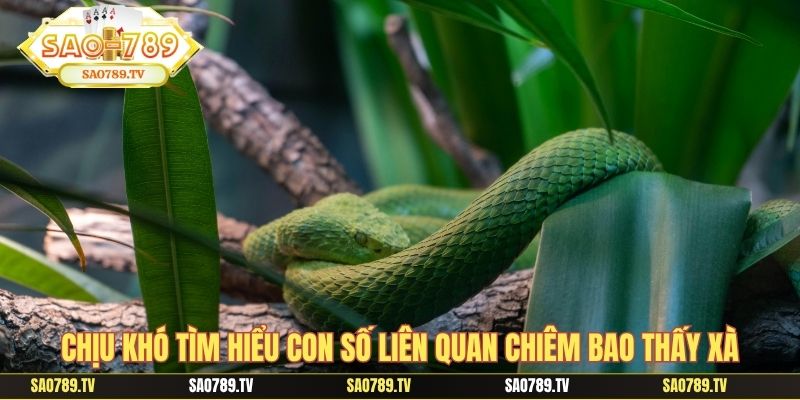 Chịu khó tìm hiểu con số liên quan chiêm bao thấy xà