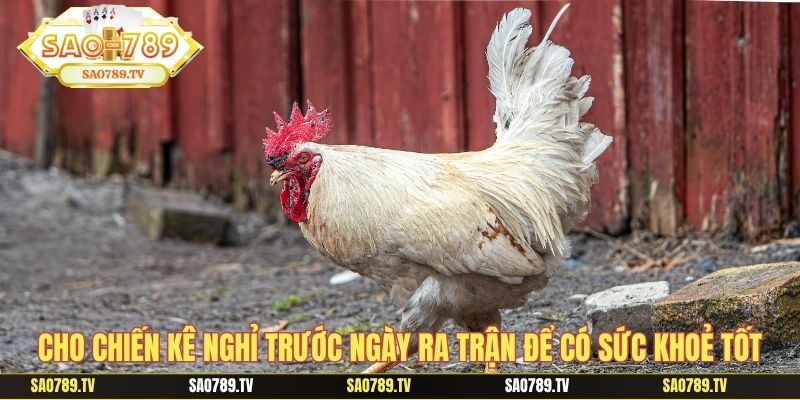 Cho chiến kê nghỉ trước ngày ra trận để có sức khoẻ tốt