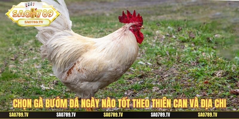Chọn gà bướm đá ngày nào tốt theo thiên can và địa chi