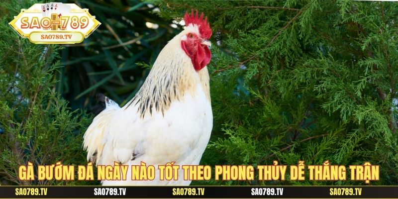 Gà bướm đá ngày nào tốt