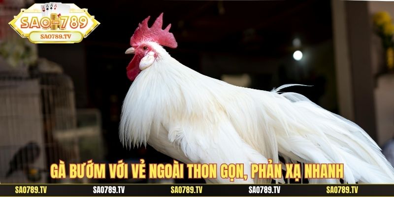 Gà bướm với vẻ ngoài thon gọn, phản xạ nhanh