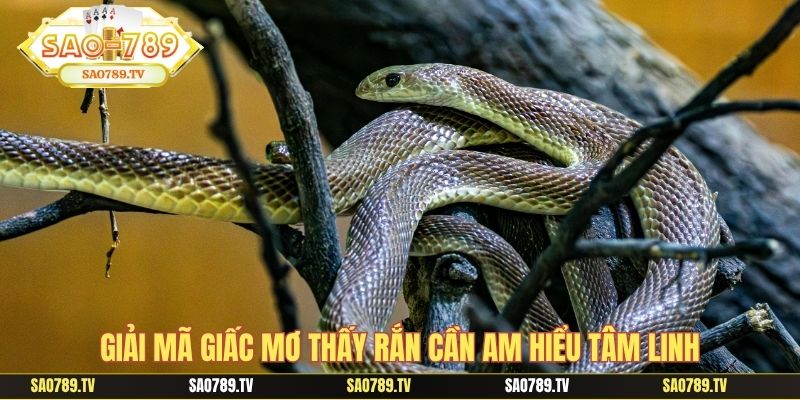 Giải mã giấc mơ thấy rắn cần am hiểu tâm linh