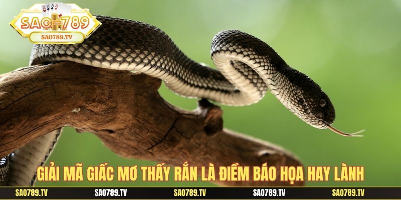 Giải mã giấc mơ thấy rắn