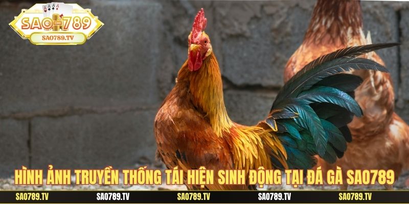 Hình ảnh truyền thống tái hiện sinh động tại đá gà sao789