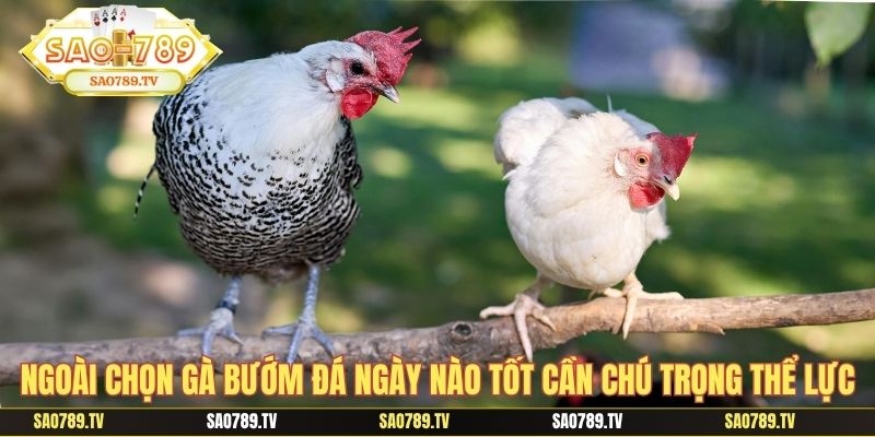 Ngoài chọn gà bướm đá ngày nào tốt cần chú trọng thể lực