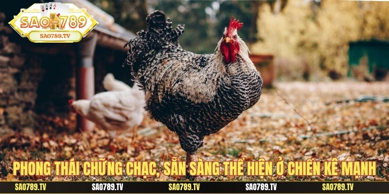 Phong thái chững chạc, sẵn sàng thể hiện ở chiến kê mạnh