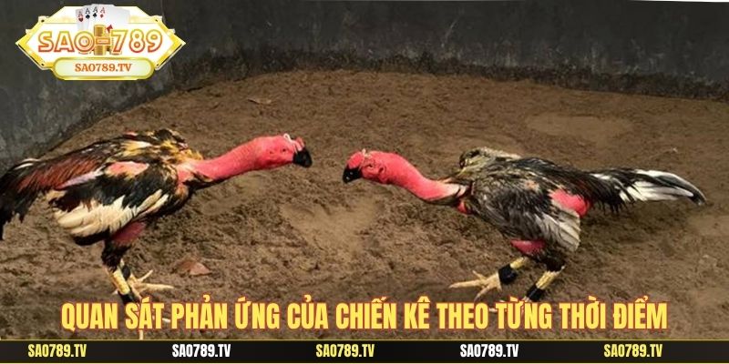 Quan sát phản ứng của chiến kê theo từng thời điểm