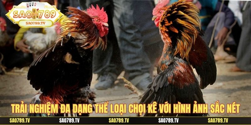 Trải nghiệm đa dạng thể loại chọi kê với hình ảnh sắc nét